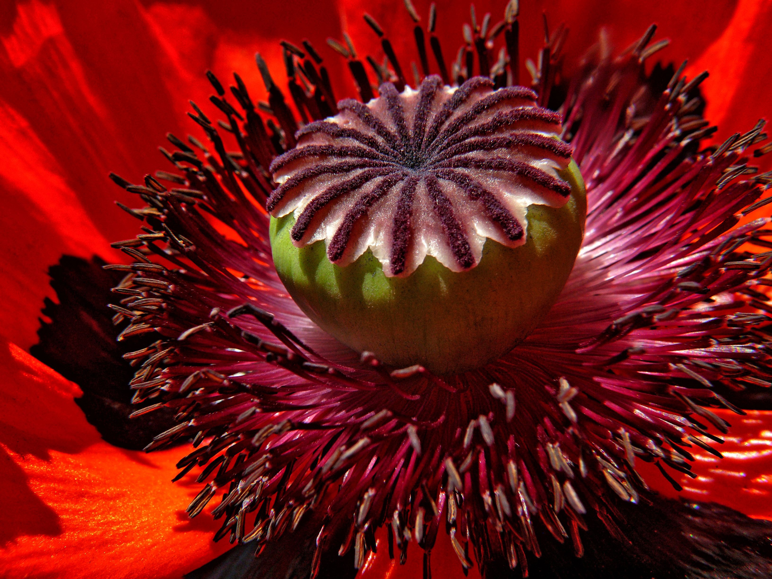 poppy-flower-red-macro